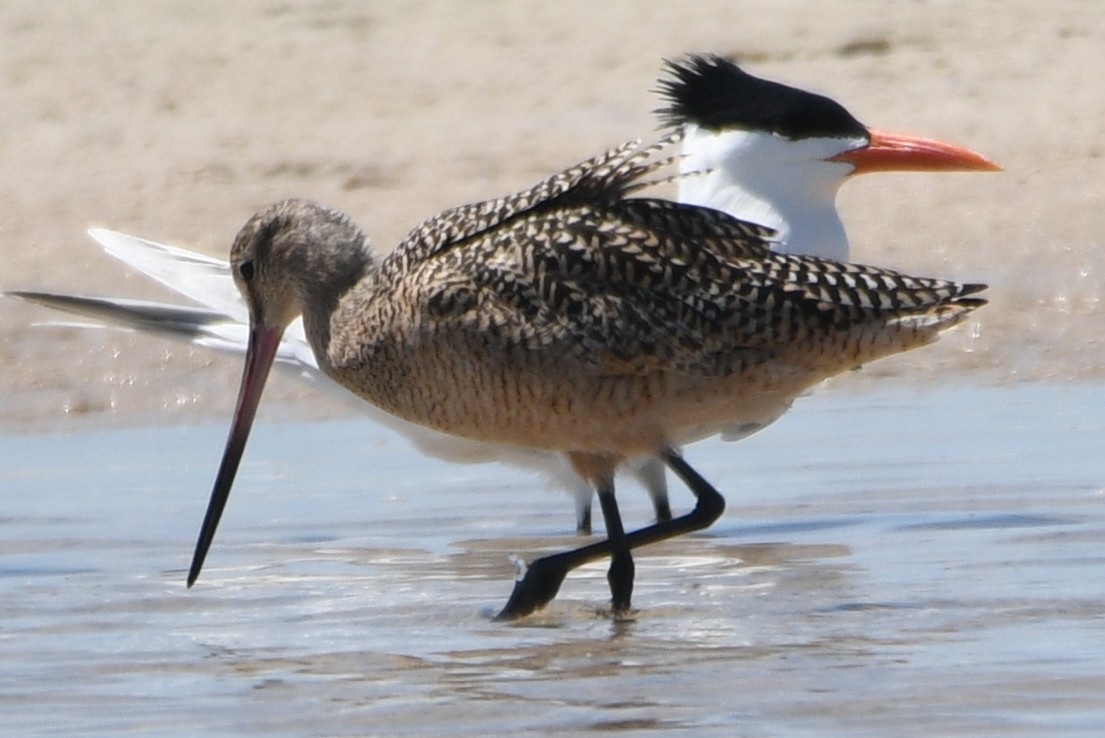 Marbled Godwit - ML632866967