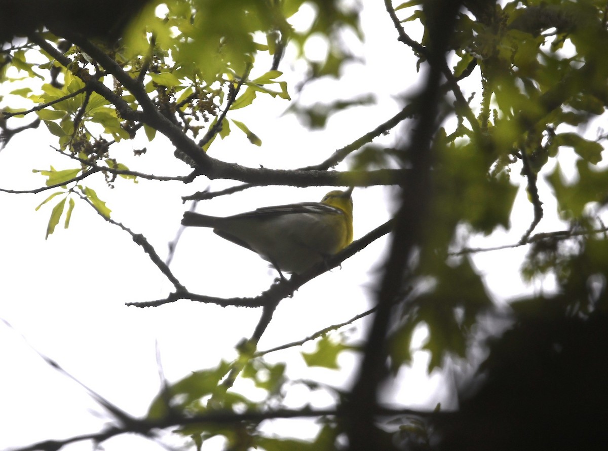 Yellow-throated Vireo - ML632866991