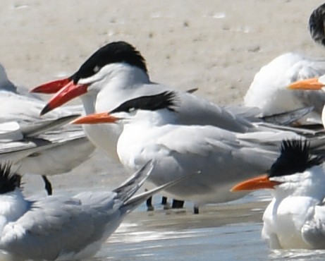 Caspian Tern - ML632866996