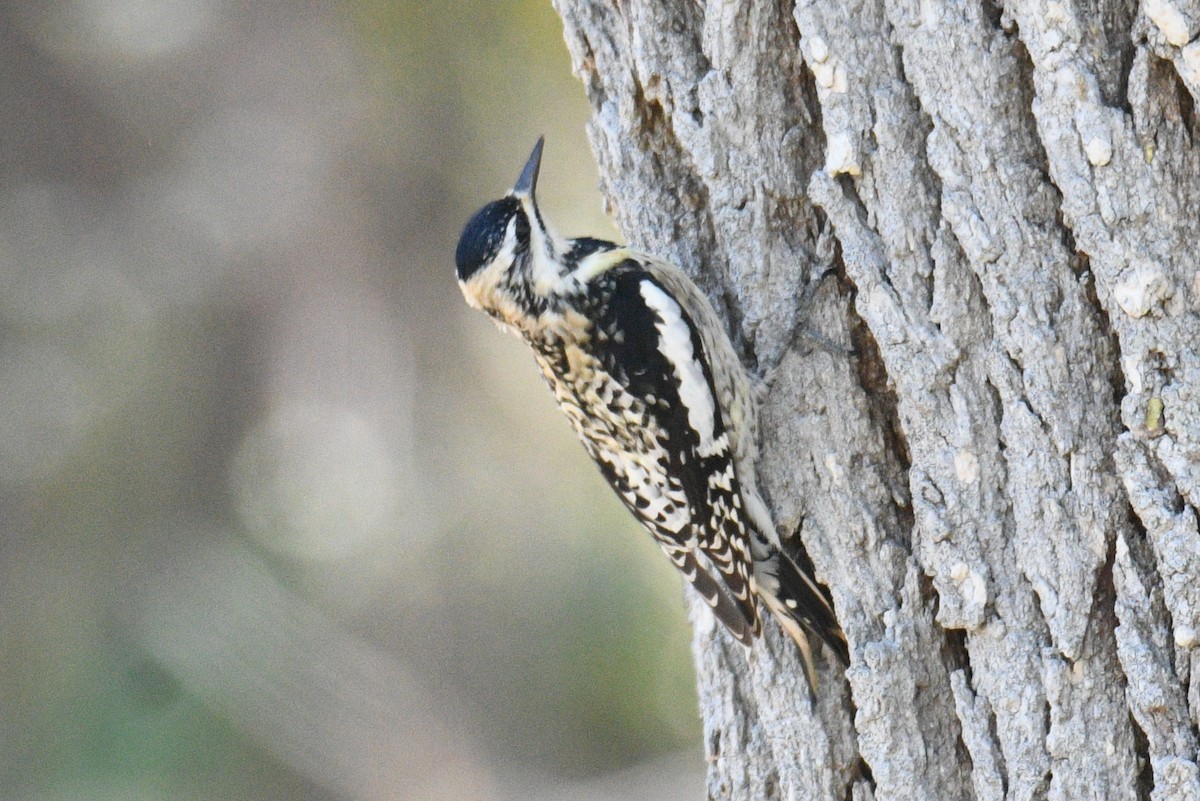 Yellow-bellied Sapsucker - ML632867039