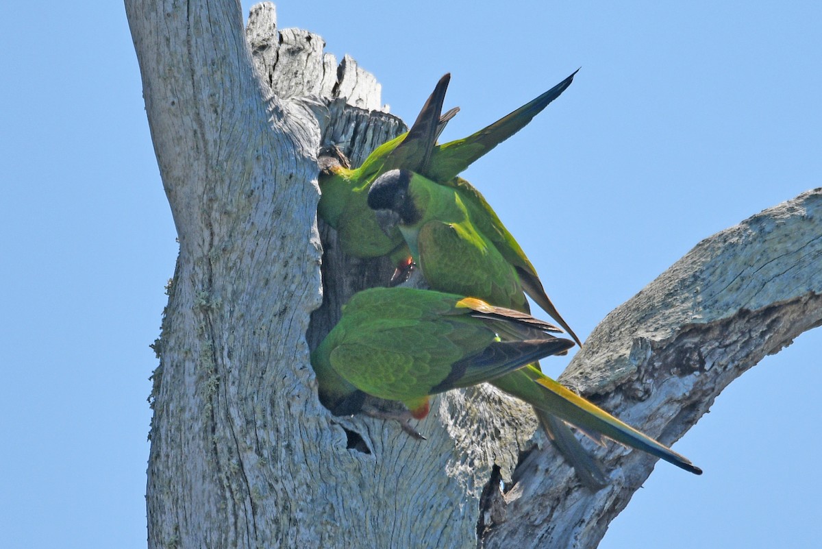 Nanday Parakeet - ML632867069