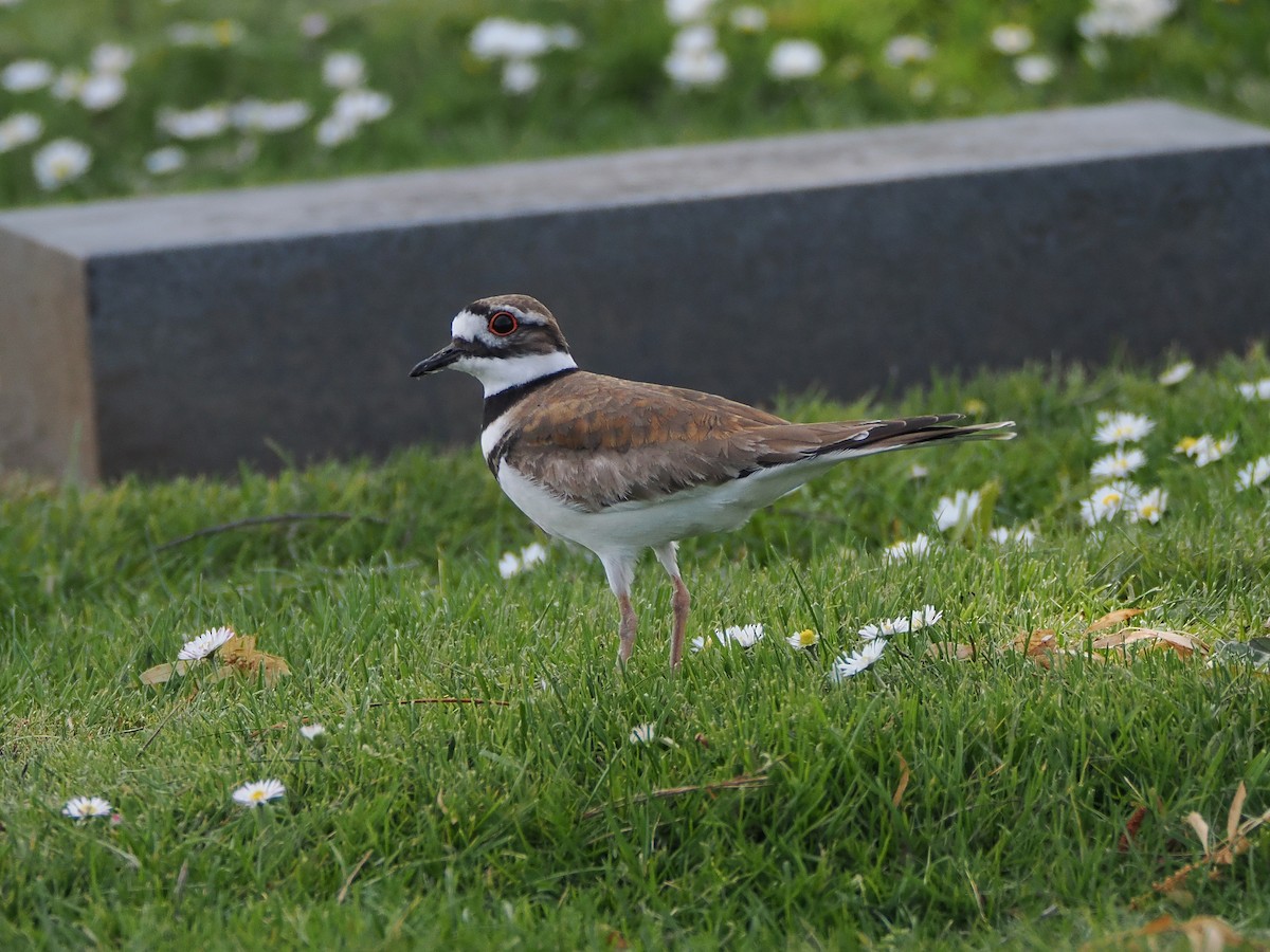 Killdeer - ML632867090