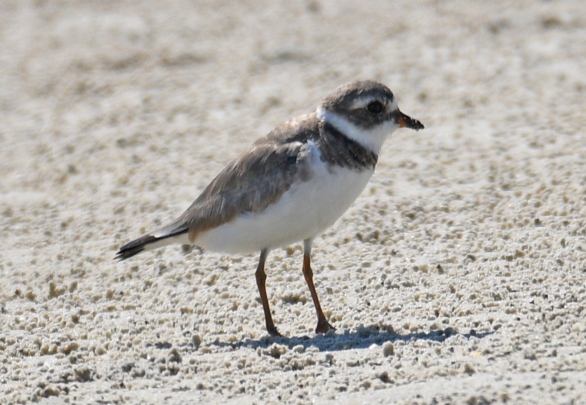 Semipalmated Plover - ML632867120