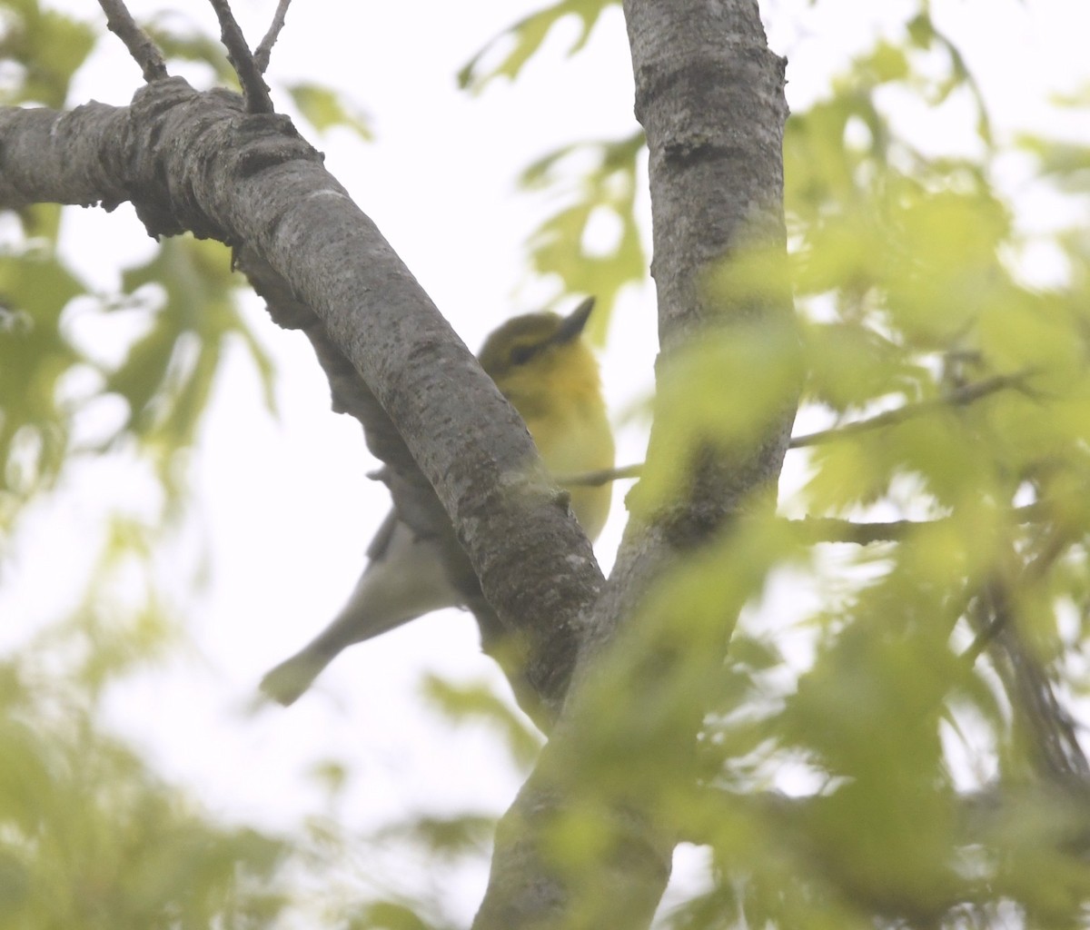 Yellow-throated Vireo - ML632867139