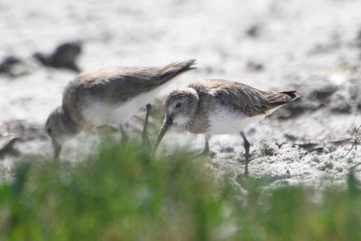 Dunlin - ML632867160