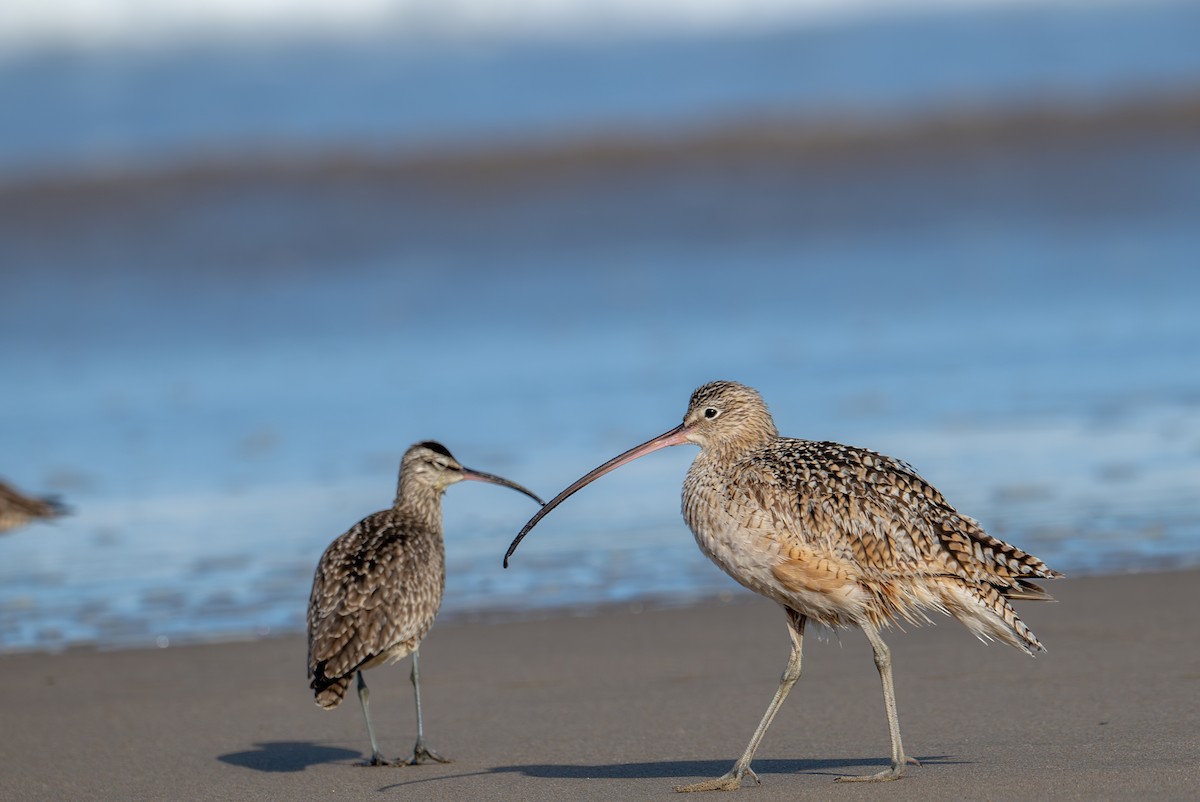 Long-billed Curlew - ML632867202