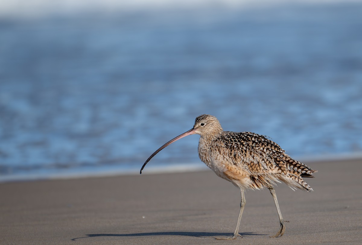 Long-billed Curlew - ML632867203