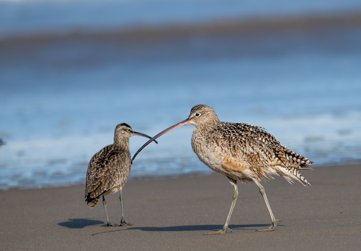 Long-billed Curlew - ML632867204