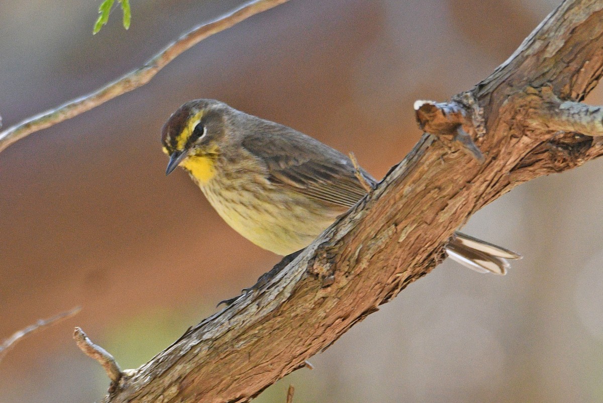 Palm Warbler - ML632867246