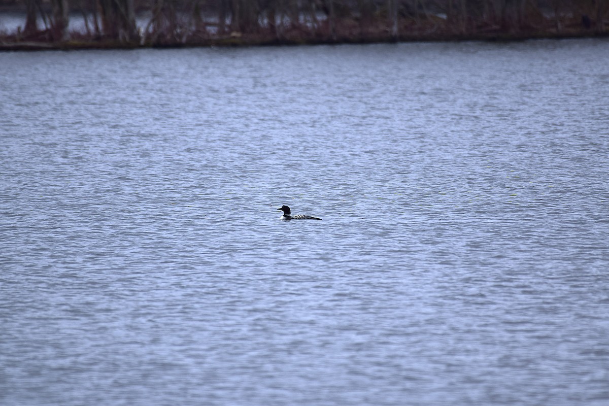 Common Loon - ML632867273