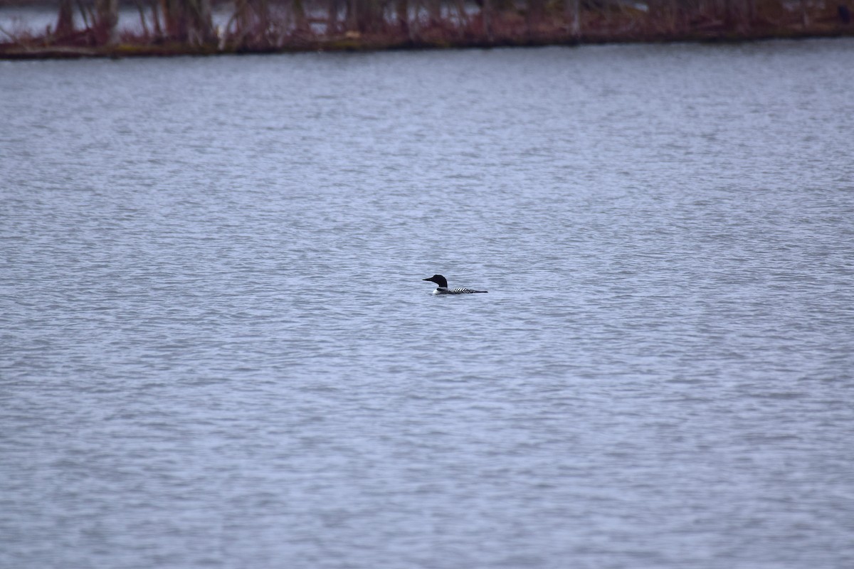 Common Loon - ML632867298