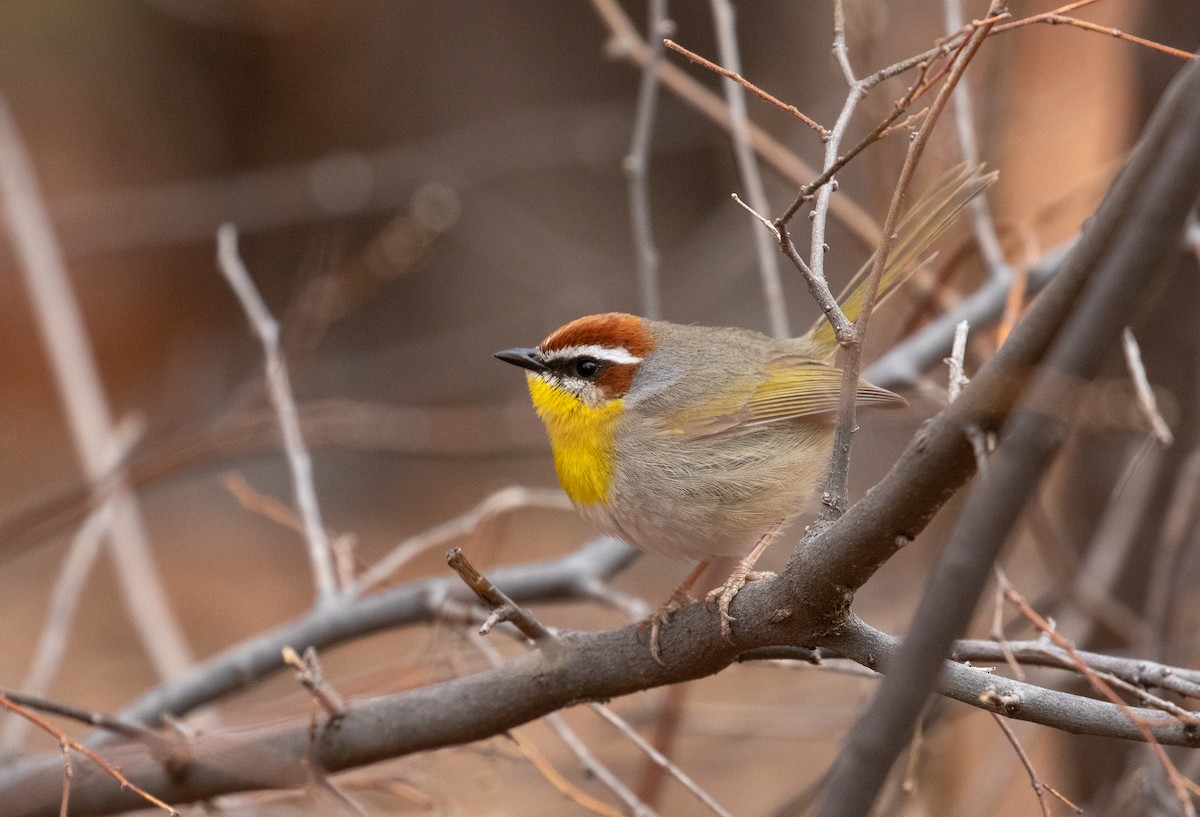 Rufous-capped Warbler - ML632867302