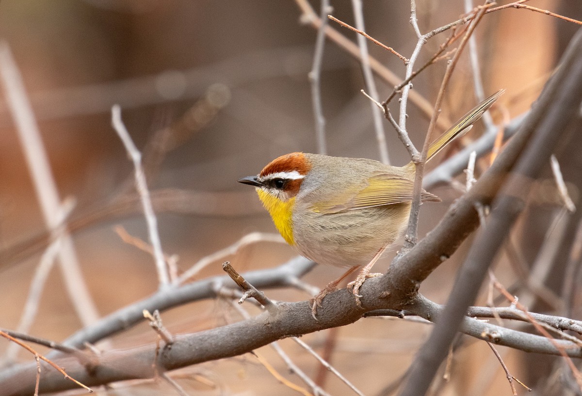 Rufous-capped Warbler - ML632867304