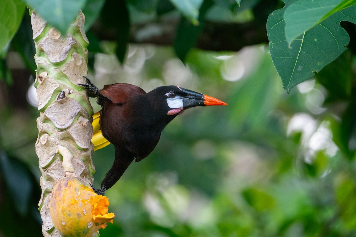 Montezuma Oropendola - ML632867310