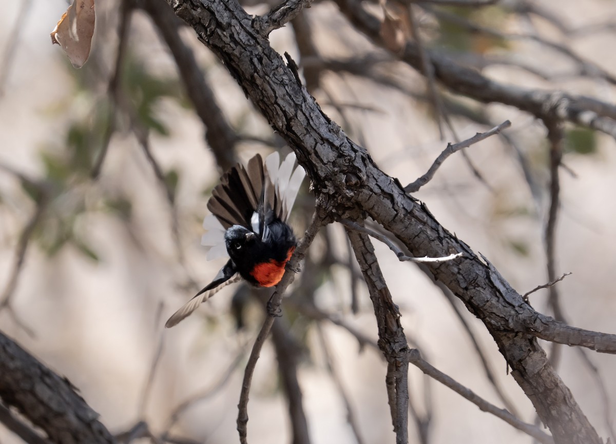 Painted Redstart - ML632867322