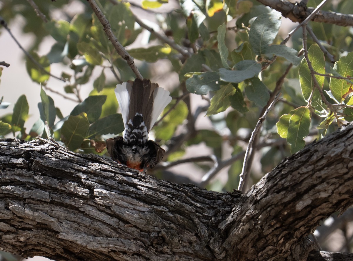Painted Redstart - ML632867323