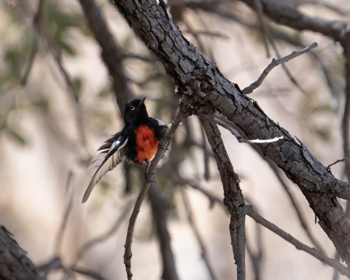Painted Redstart - ML632867324