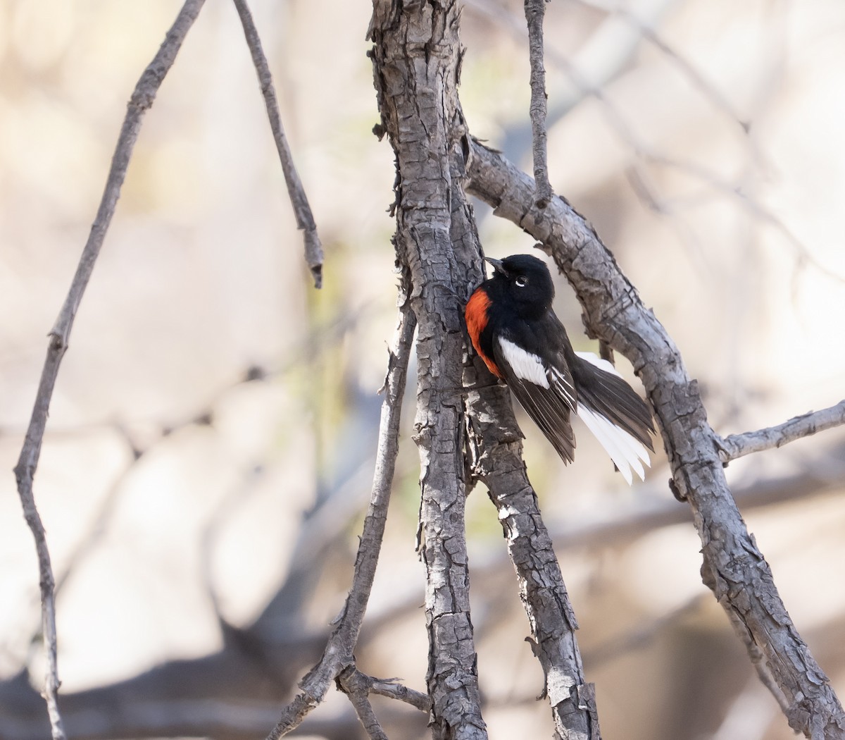 Painted Redstart - ML632867325