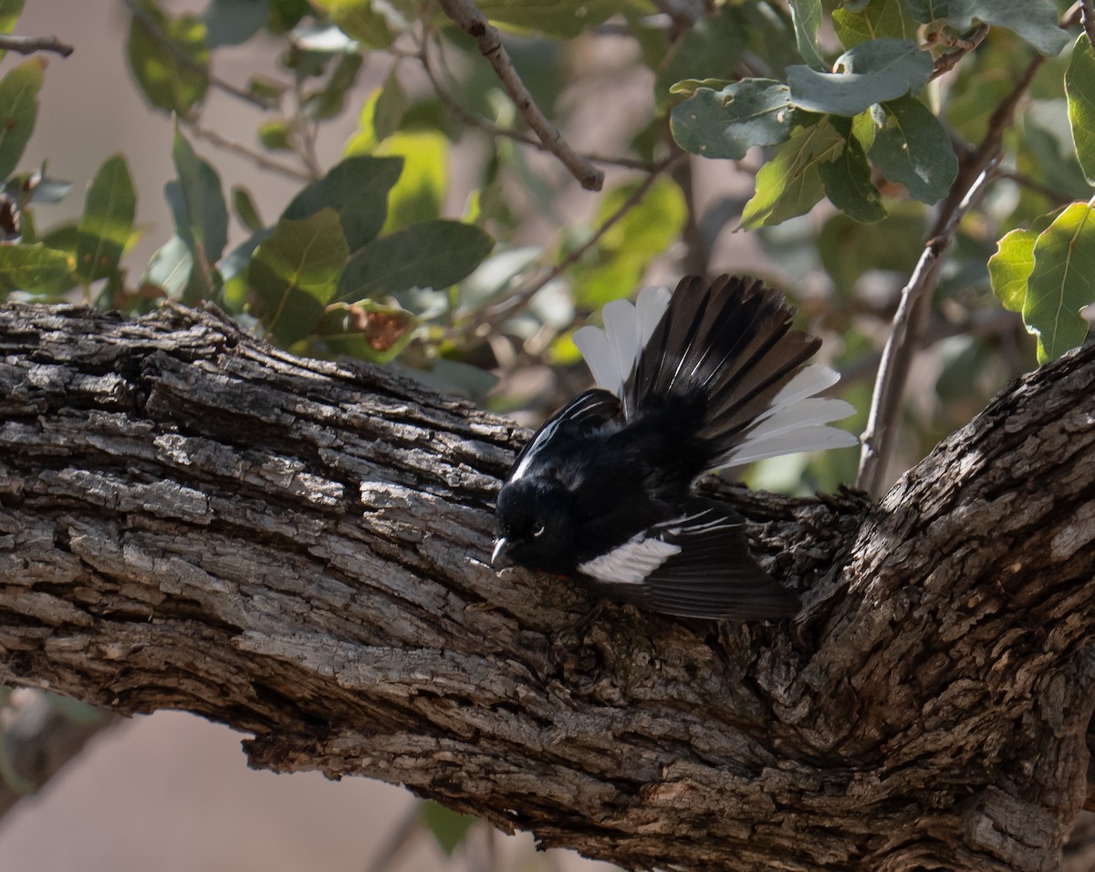 Painted Redstart - ML632867326