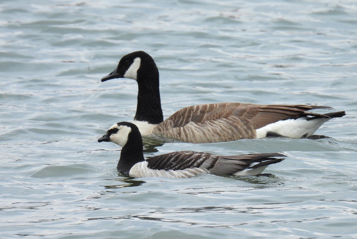 Barnacle Goose - Corvus 𓄿