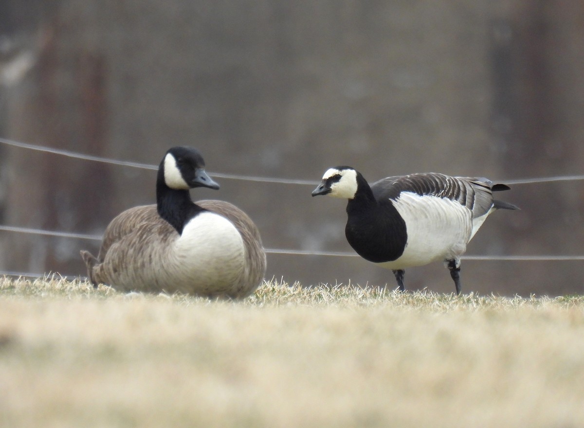 Barnacle Goose - Corvus 𓄿