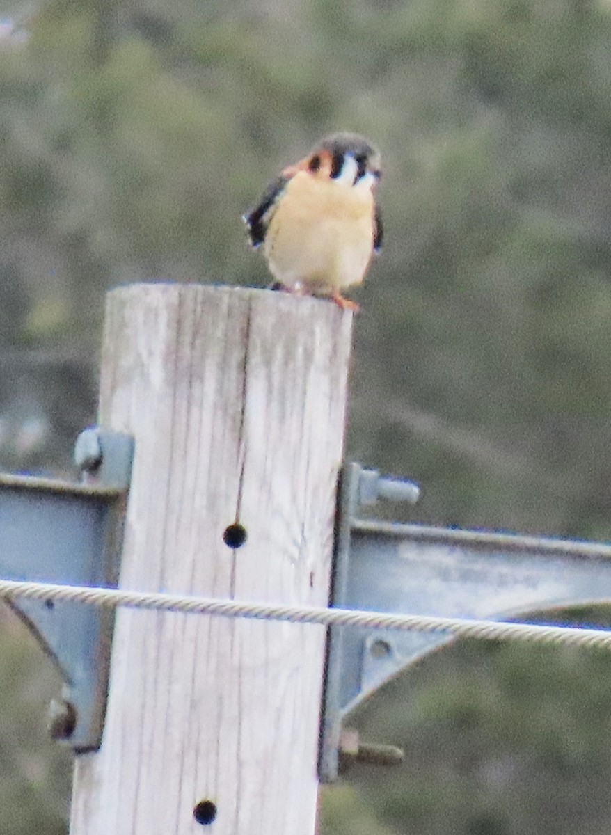 American Kestrel - ML632867354