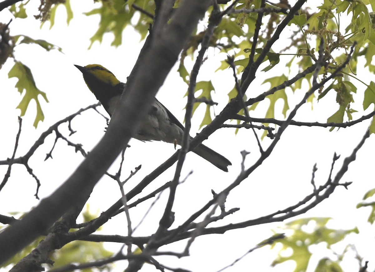 Golden-cheeked Warbler - ML632867432