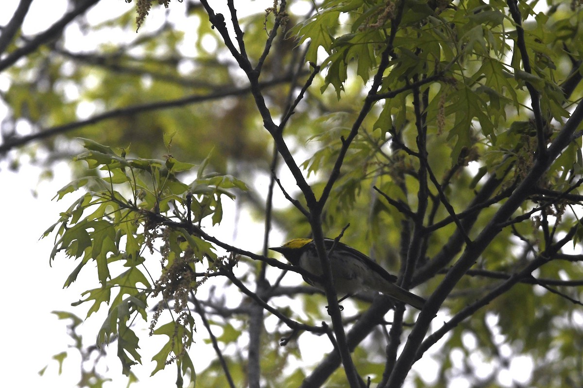 Golden-cheeked Warbler - ML632867456