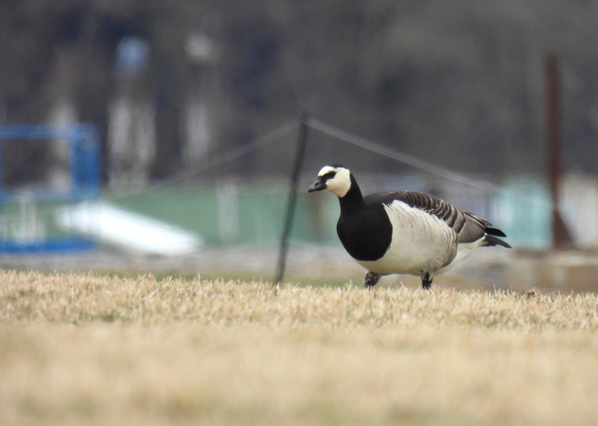 Barnacle Goose - Corvus 𓄿