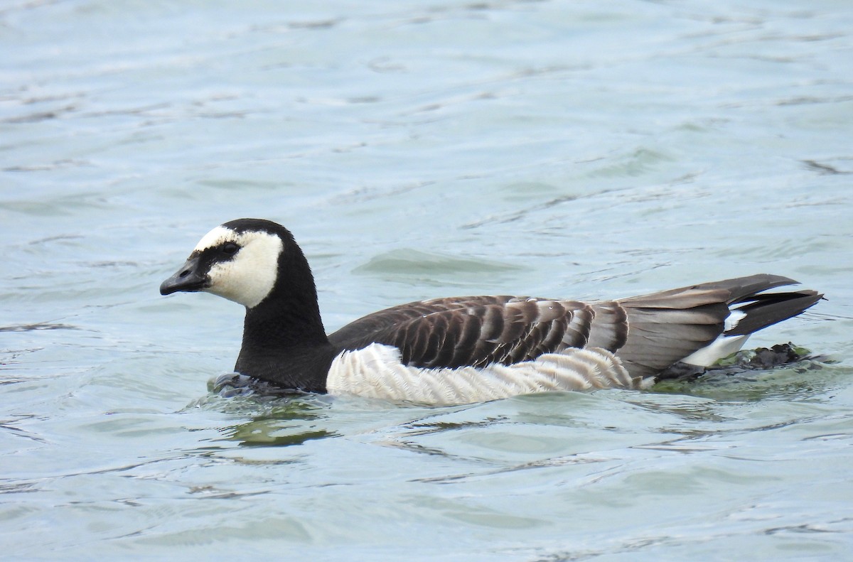 Barnacle Goose - Corvus 𓄿