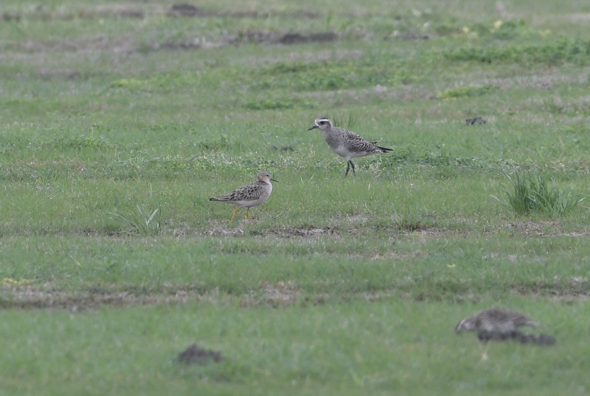 Buff-breasted Sandpiper - ML632867649