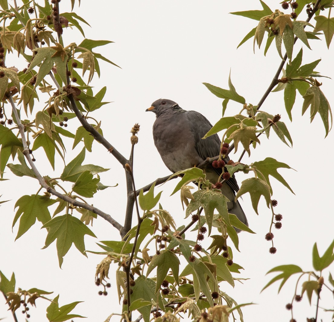 Bandtaube - ML632867789