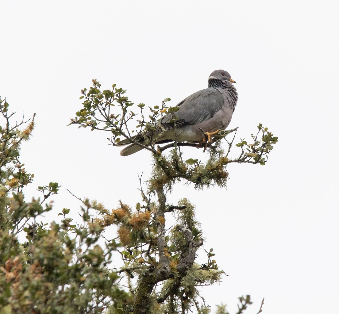 Bandtaube - ML632867807