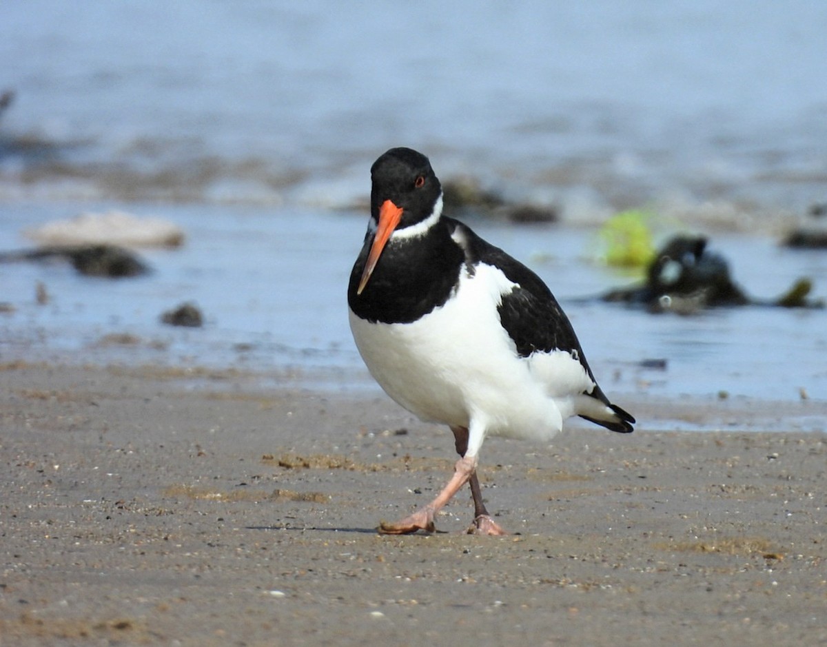 Beccaccia di mare (ostralegus/longipes) - ML632867894