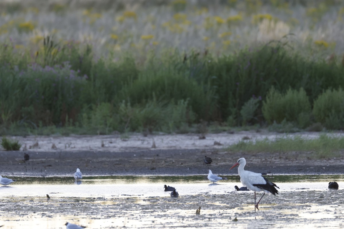 White Stork - ML632868875