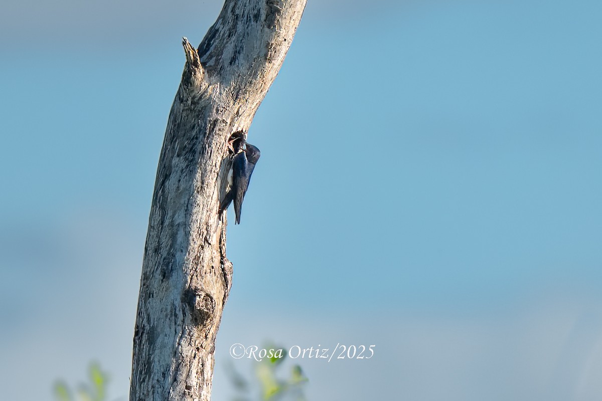 Caribbean Martin - ML632868887