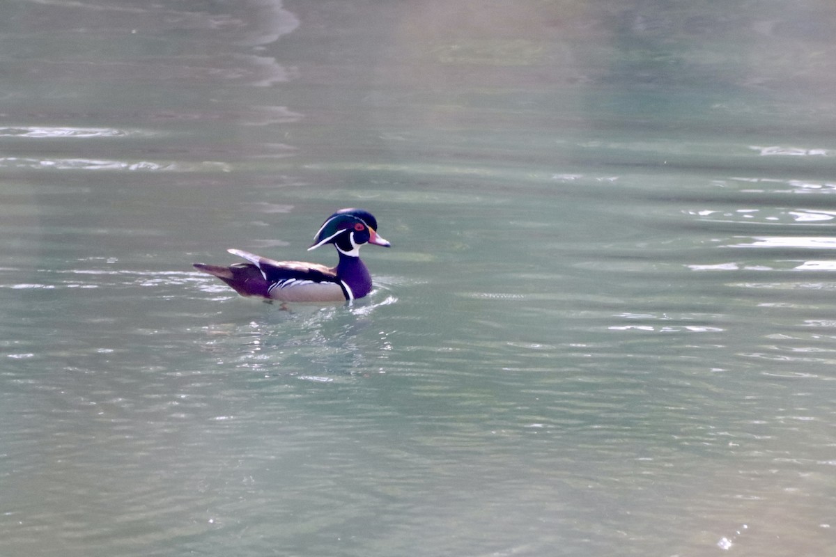 Canard branchu - ML632868962
