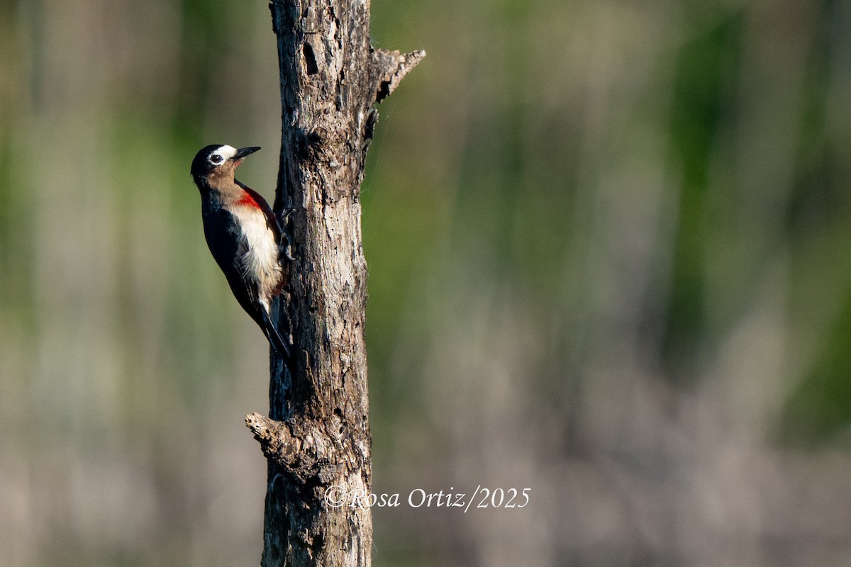 Puerto Rican Woodpecker - ML632869035