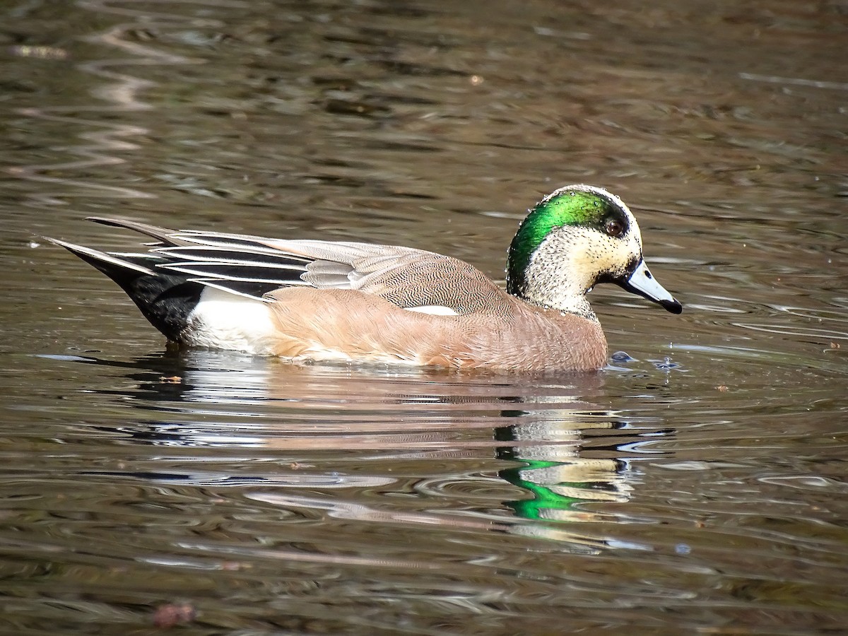 American Wigeon - ML632869193