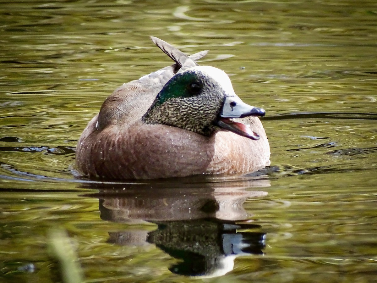American Wigeon - ML632869194