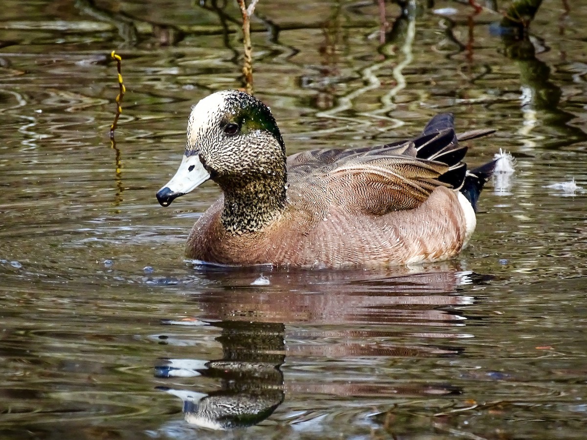 American Wigeon - ML632869195