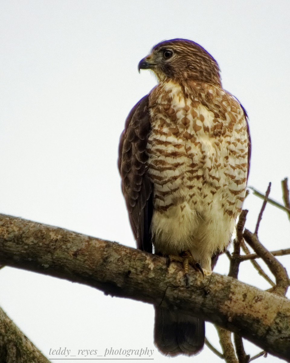 Broad-winged Hawk - ML632869294