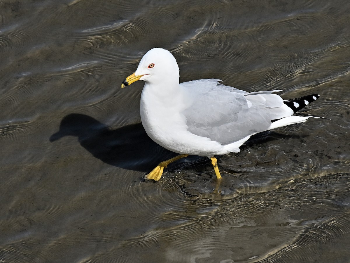 Ring-billed Gull - ML632869593
