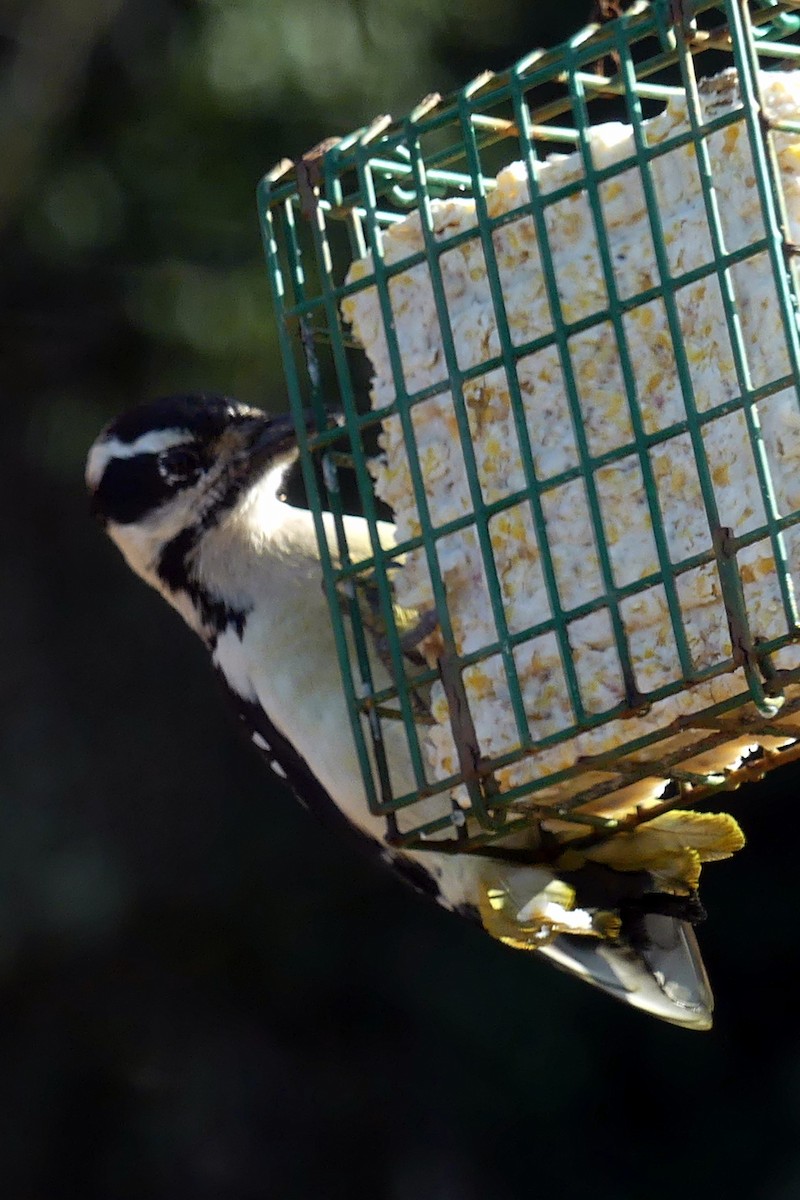 Downy Woodpecker - ML632869700
