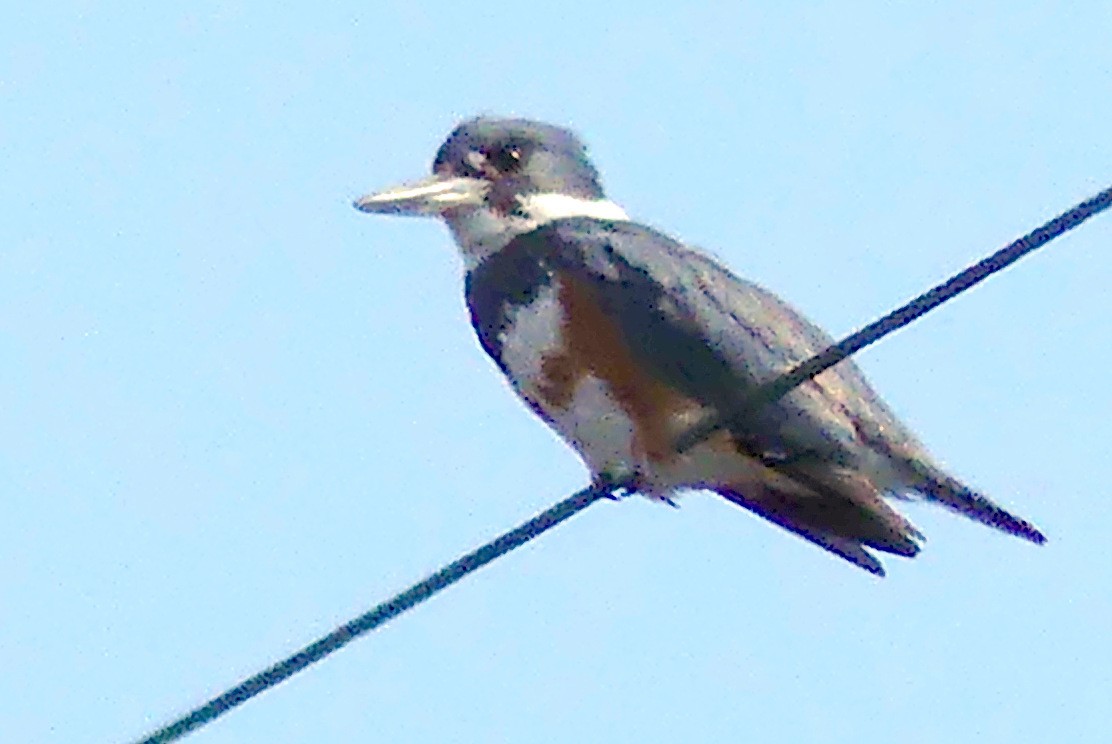 Belted Kingfisher - ML632869726
