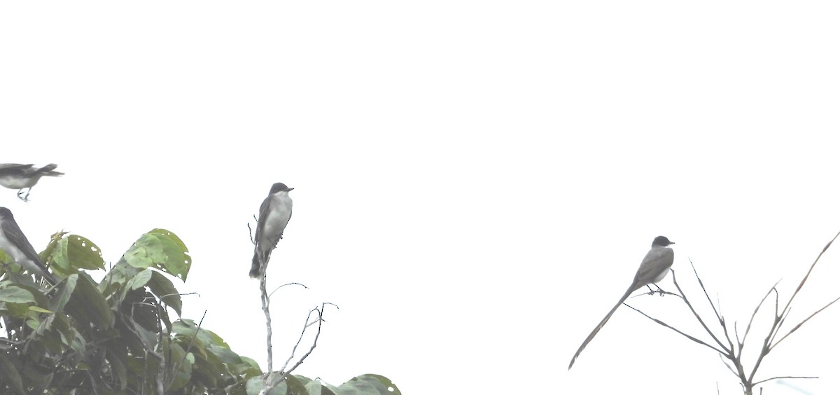 Fork-tailed Flycatcher - Fernando Angulo - CORBIDI