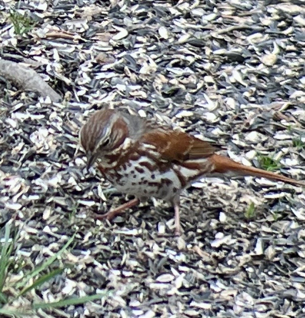 Fox Sparrow - ML632869927