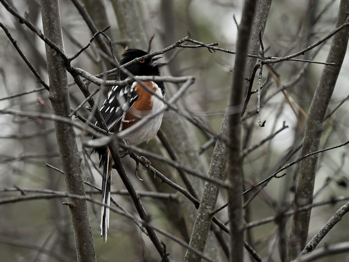 Spotted Towhee - ML632869950