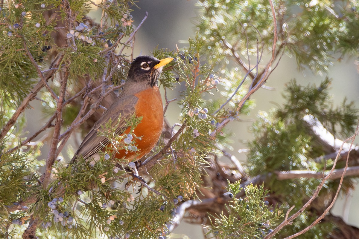 American Robin - ML632869993