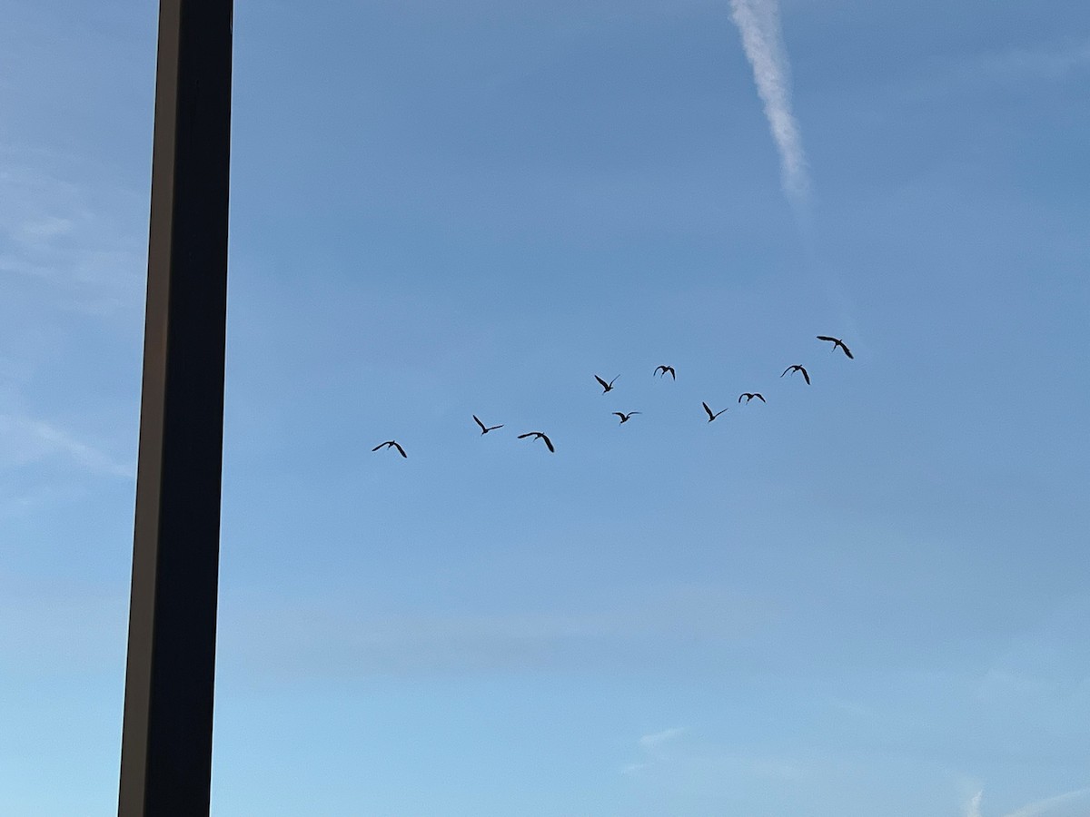 White-faced Ibis - ML632870116